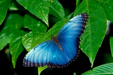 the most beautiful butterfly wallpapers most beautiful