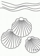 Coquillage Muschel Seashell Ausmalbild Shells Coloringhome Letzte sketch template