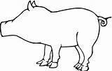 Pig Outline Printable Coloring Template Clipart Cliparts Pages Face Az Clipartbest Popular Library sketch template