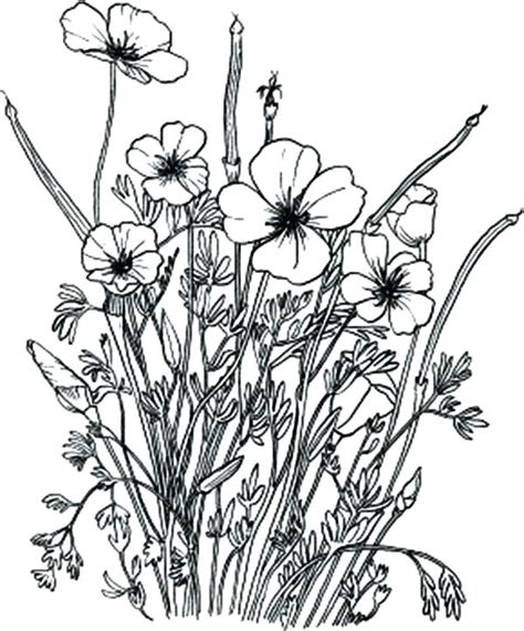 wild flower coloring pages  getdrawings