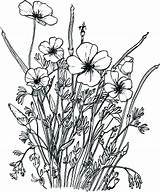 Wildflower sketch template