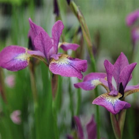 Buy Siberian Iris Syn Iris Sibirica Sparkling Rose Iris Sparkling