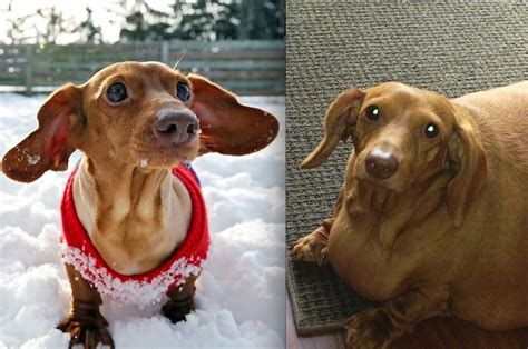 Obese Dachshund Lost 44 Pounds After Giving Up Burgers And