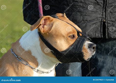 hond en snuit stock afbeelding image  honds hoofd