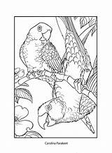 Parakeet Carolina Designlooter Pigeon sketch template