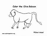 Baboon Coloring Drawing Labeling Exploringnature Getdrawings sketch template
