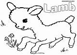 Flock Coloring Designlooter Sheep Lamb Situation Grazing Animal Social Very Baby They sketch template
