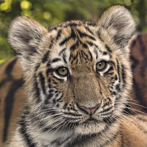amur tiger cub amur tigers photo  fanpop