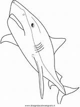 Requin Tigre Shark Squalo Squali Haie Coloring Tiburones Tiger Poisson Gratuit Poissons Dibujos Colorare Dessins Ausmalen Malvorlage Fois Imprimé Kategorien sketch template