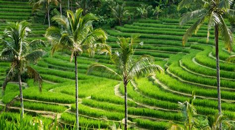 The Most Beautiful Rice Fields In Bali