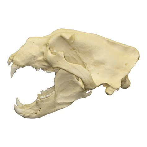 replica polar bear skull  sale skulls unlimited international