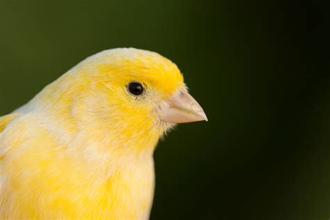 beautiful yellow canary  illusion