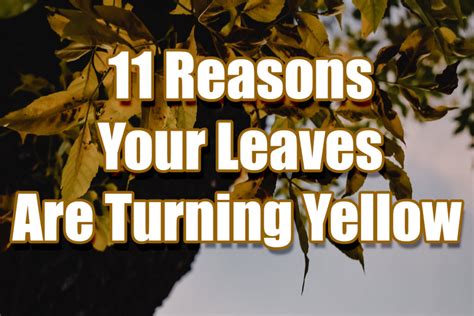reasons  leaves  turning yellow indoor gardening guide