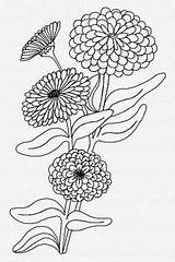 Embroidery Flower Coloring Zinnia Machine Designs Zinnias sketch template
