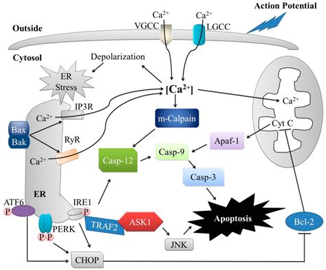 ijms  full text er stress mediated signaling action potential  ca  key players