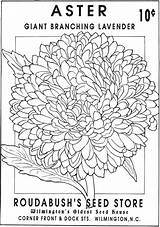 Coloring Seed Pages Flower Packets Vintage Book Blank Doverpublications Dover Publications Haven Drawing Creative sketch template