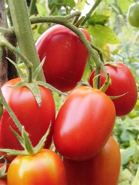 tomate debarao de barao red le potager ornemental de catherine