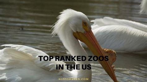 top ranked zoos      check hippo haven