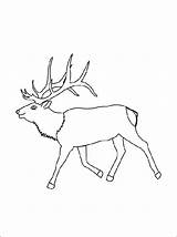 Coloring Elk Pages Color Choose Board sketch template