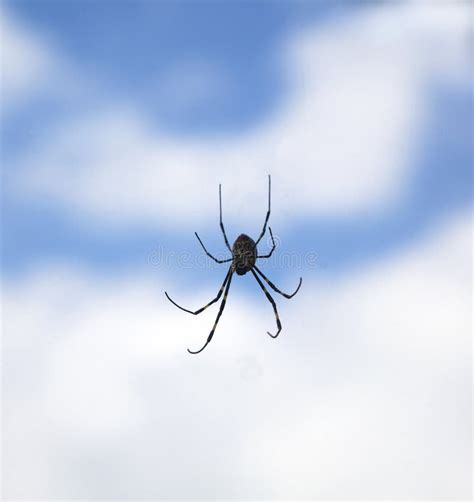 spider   air royalty  stock photo image