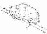 Opossum Coloring Pages Virginia Tree Drawing Sits Printable sketch template