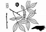 Hickory Pignut Mill Glabra Carya Sweet sketch template