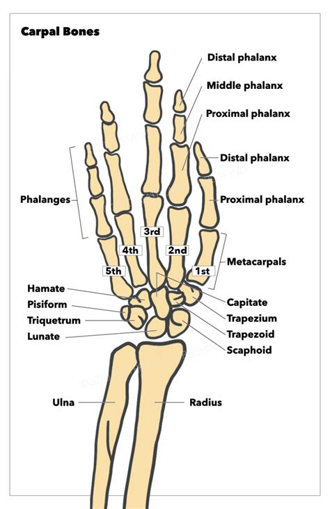 anatomy shoulder  upper limb hand carpal bones statpearls ncbi