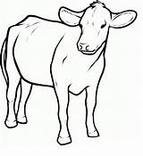 Cow Vacas Krowa Boi Desenhar Kolorowanki Dairy Coloringbay Angus Clarabelle Vaca sketch template
