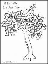 Christmas Days Coloring Pages Pear Tree Printable Twelve Clipart Partridge Drawing Printables Color Theme Sheets Themes Getcolorings Print Library Popular sketch template