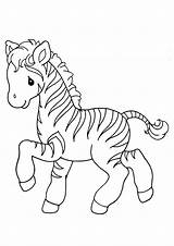Zebra Baby Coloring Pages Cute Getcolorings Printable sketch template