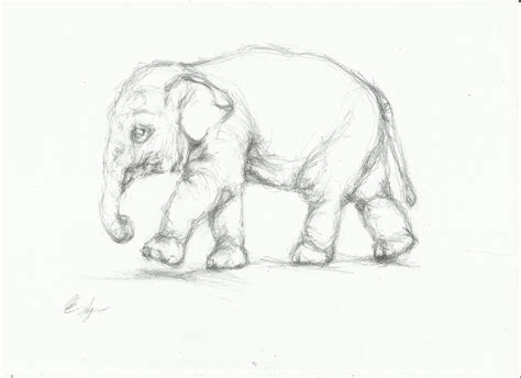 Elephant Sketch Nightwithdeer