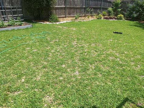 whats causing  dead brown spots   lawn lawncare