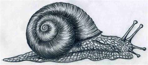 draw  snail