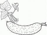 Cucumber Fruits sketch template