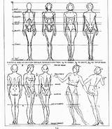 Loomis Anatomy Issuu Proportions sketch template