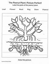 Carver George Washington Coloring Photosynthesis Grade History Printables Activities Pages Worksheet Printable Month Plants Color Activity Science Project Projects Parts sketch template