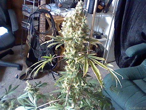 strain gallery wild thailand world of seeds bank pic