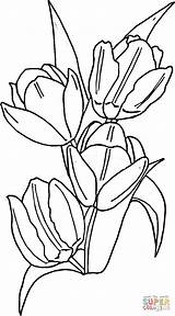 Colorare Tulipanes Tulip Tulipani Flores Tulipa Tulipas Tulips Disegnare Tulipe Lalelele Primaverii Infantiles Piante Adulti Categorías sketch template