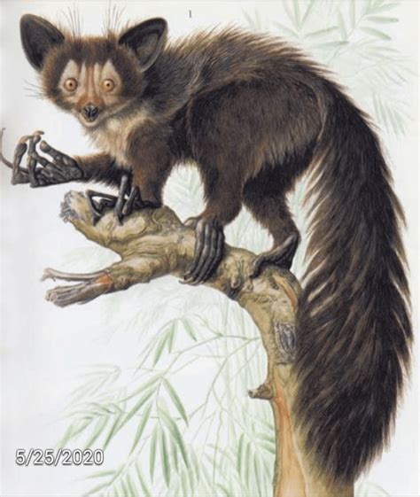 the giant aye aye daubentonia robusta is only known from subfossil