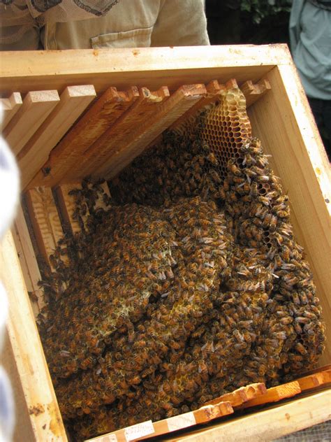backyard beehive ordinary  extraordinary