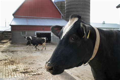 dairy farms fall victim   productivity revolution bloomberg