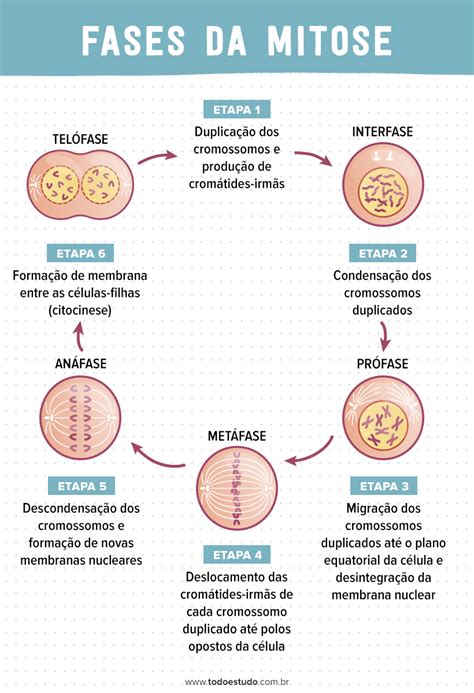 mitose  meiose entenda quais sao  diferencas entre os processos artofit