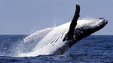 humpback whales pay  visit  isle  lewis scotland  times