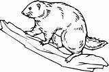 Beaver Beavers Nonfiction Animal sketch template