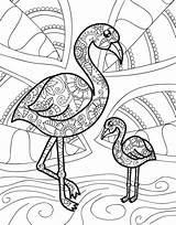 Coloring Baby Animals Macmillan Flamingo Pages Zendoodle Color Mandala Creatures Cuddly Bliss Cute Visit sketch template