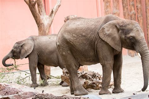 safaripark beekse bergen olifanten bas cooijmans flickr
