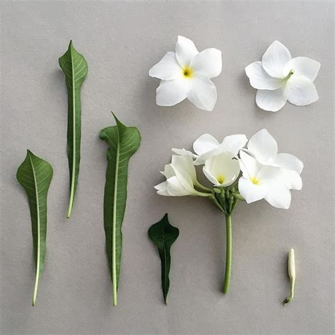 image result  plumeria flower structure flores de azucar flores artesanales flores de