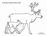 Caribou Calf Coloring Sponsors Wonderful Support Please sketch template