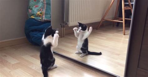Kitten Sees Itself In The Mirror For The First Time