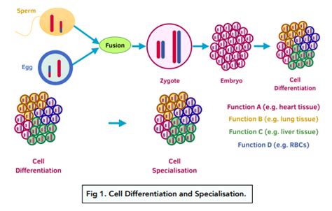 introduction  cells cell differentiation gcse biology study mind